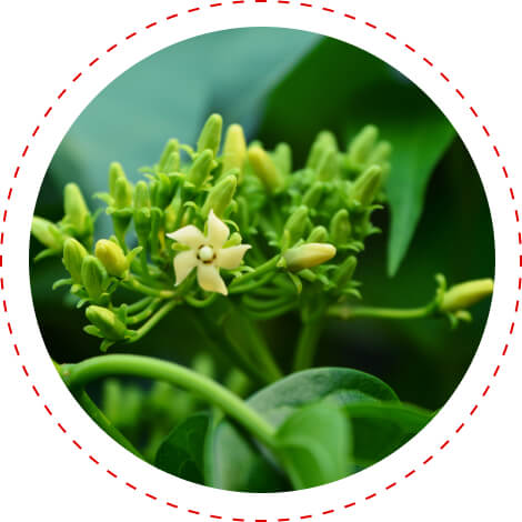 gymnema for glucose control